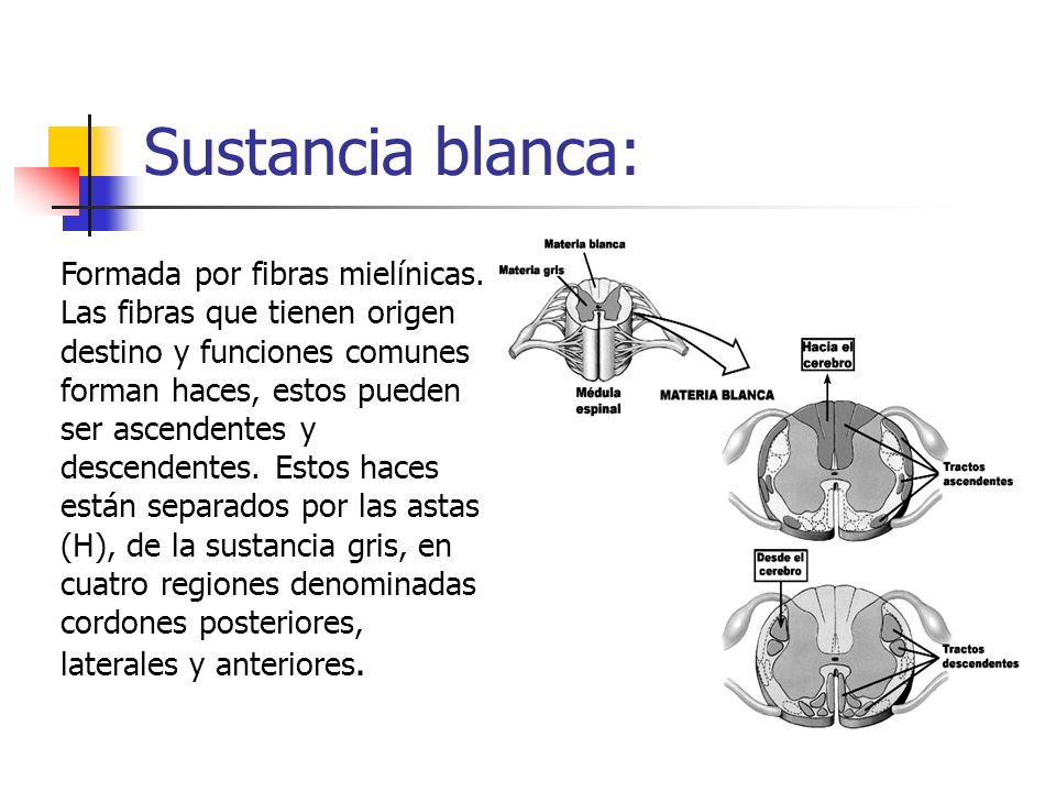 Sustancia blanca: Formada por fibras mielínicas. Las fibras que tienen origen destino y funciones comunes.