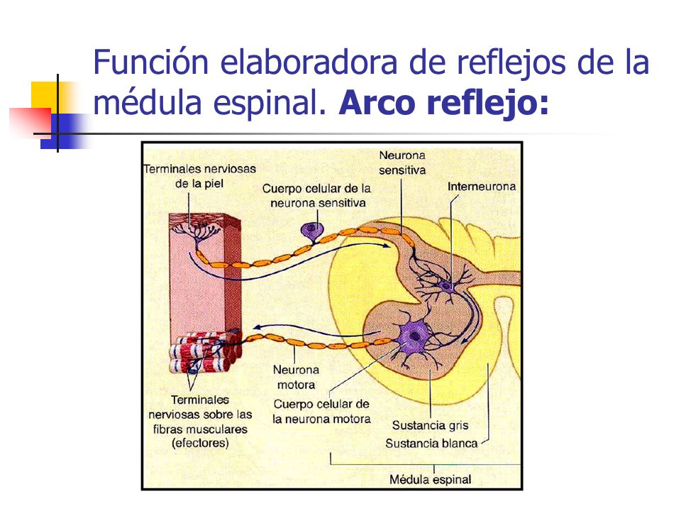 Función elaboradora de reflejos de la médula espinal. Arco reflejo: