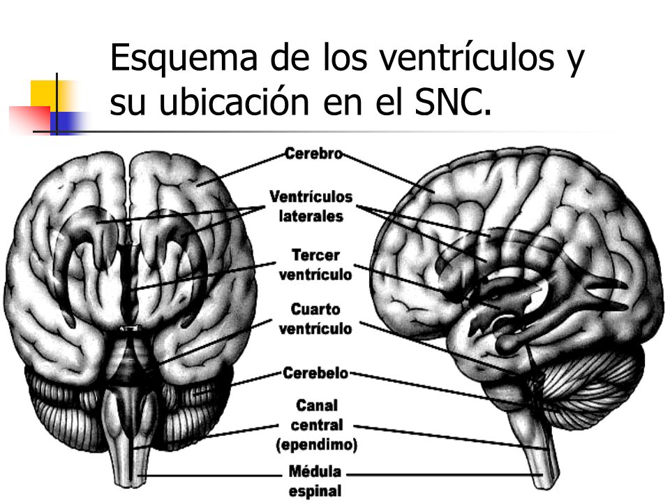 Esquema de los ventrículos y su ubicación en el SNC.
