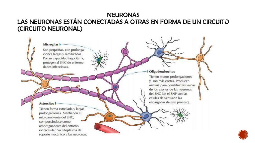 Neuronas Las neuronas están conectadas a otras en forma de un circuito (circuito neuronal)
