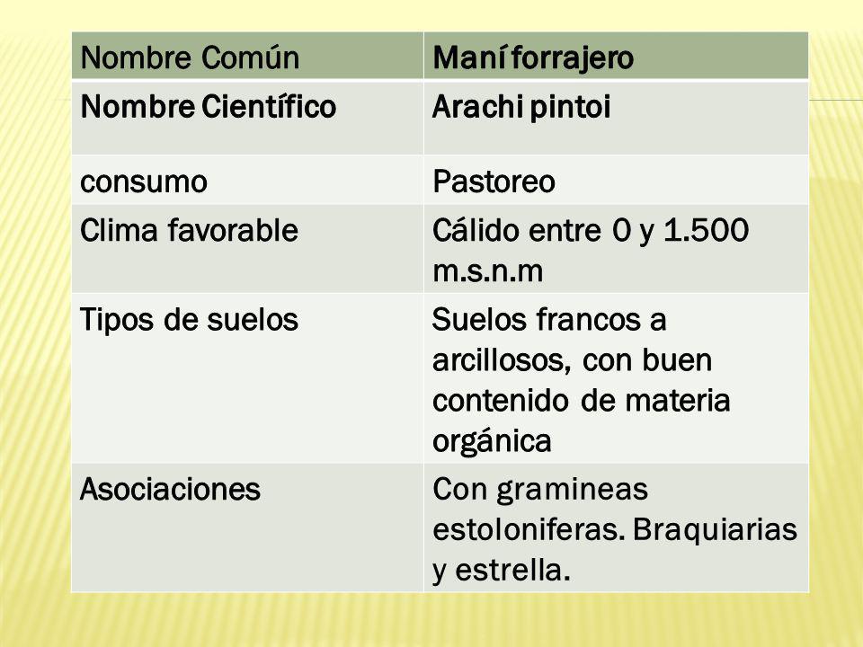 Nombre Común Maní forrajero. Nombre Científico. Arachi pintoi. consumo. Pastoreo. Clima favorable.