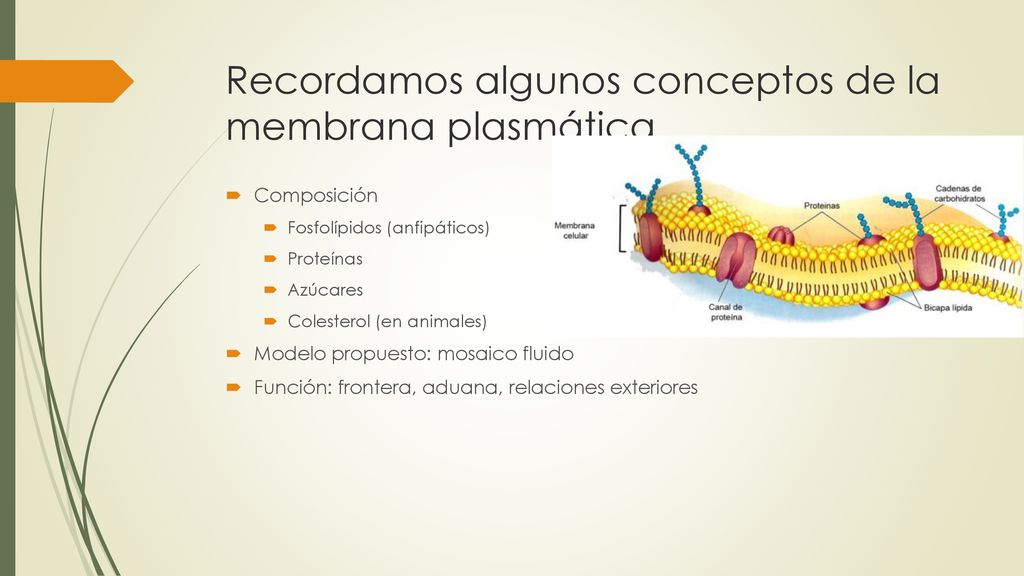 Recordamos algunos conceptos de la membrana plasmática