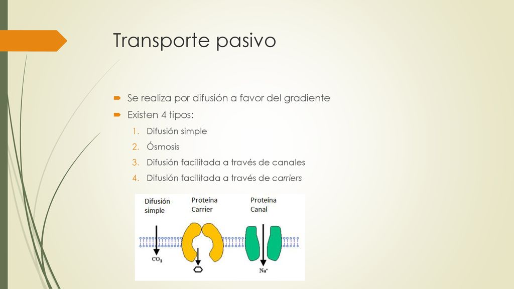 Transporte pasivo Se realiza por difusión a favor del gradiente