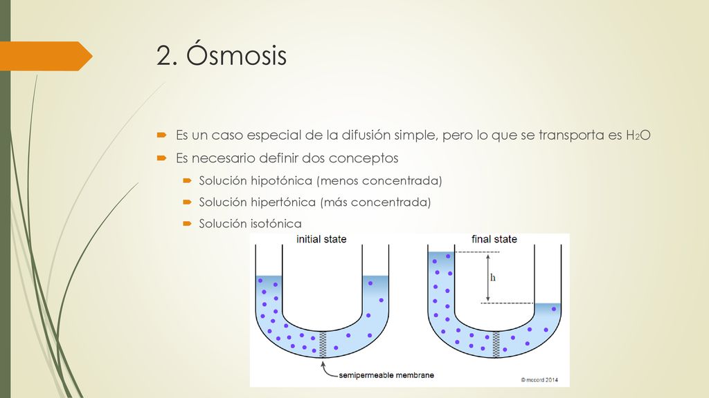 2. Ósmosis Es un caso especial de la difusión simple, pero lo que se transporta es H2O. Es necesario definir dos conceptos.