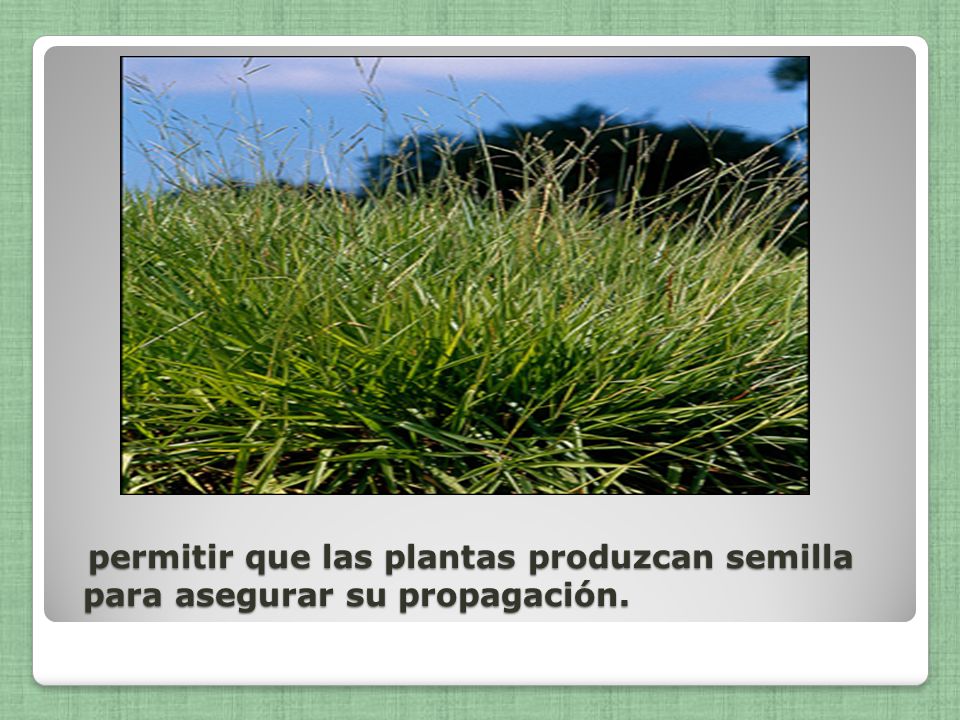 permitir que las plantas produzcan semilla para asegurar su propagación.