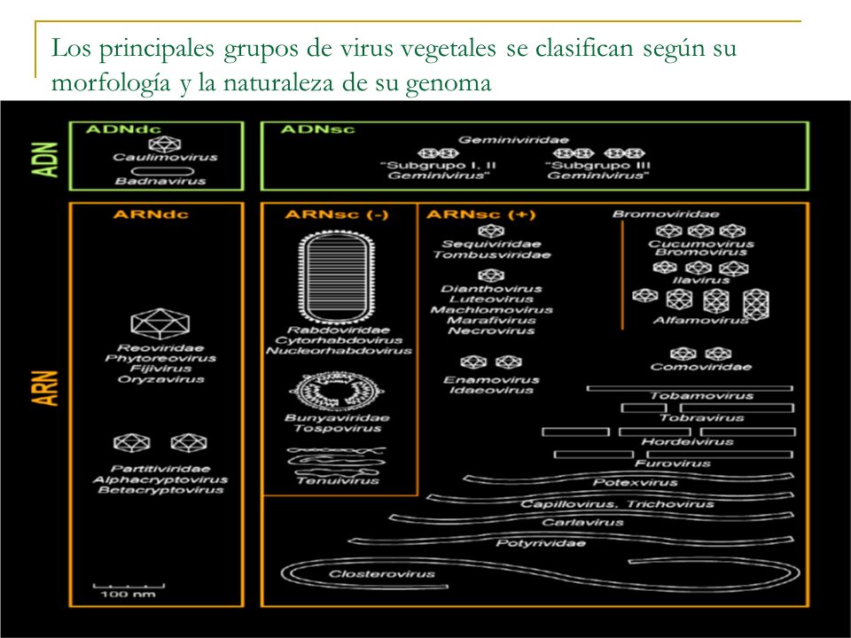Los principales grupos de virus vegetales se clasifican según su morfología y la naturaleza de su genoma