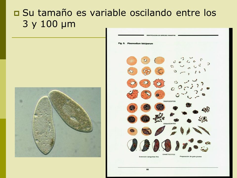 Su tamaño es variable oscilando entre los 3 y 100 μm