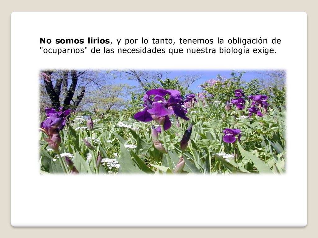 No somos lirios, y por lo tanto, tenemos la obligación de ocuparnos de las necesidades que nuestra biología exige.