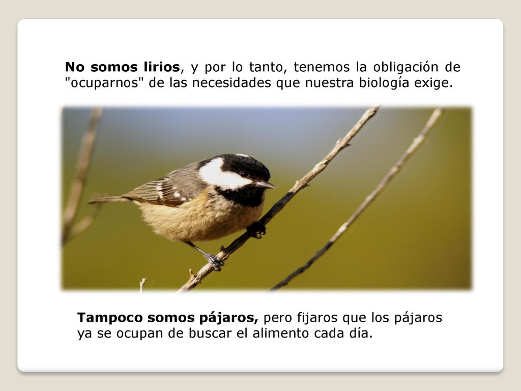 No somos lirios, y por lo tanto, tenemos la obligación de ocuparnos de las necesidades que nuestra biología exige.