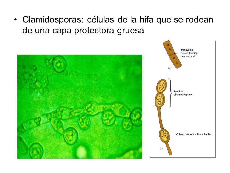 Clamidosporas: células de la hifa que se rodean de una capa protectora gruesa