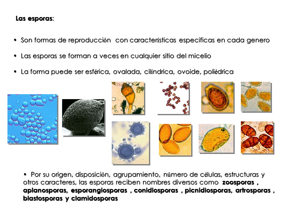 Las esporas: Son formas de reproducción con características especificas en cada genero.