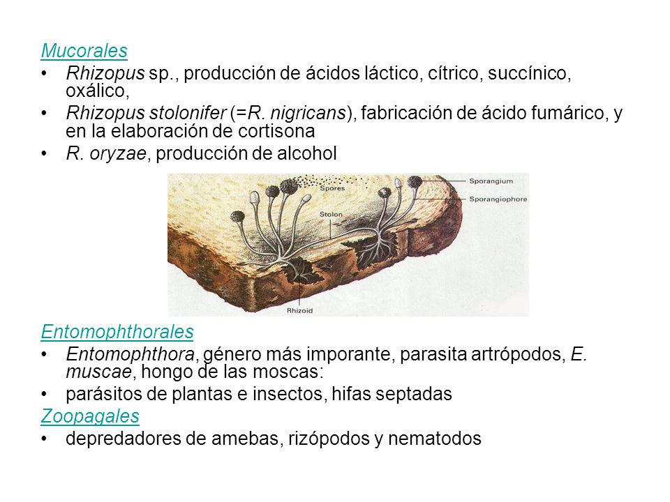 Mucorales Rhizopus sp., producción de ácidos láctico, cítrico, succínico, oxálico,