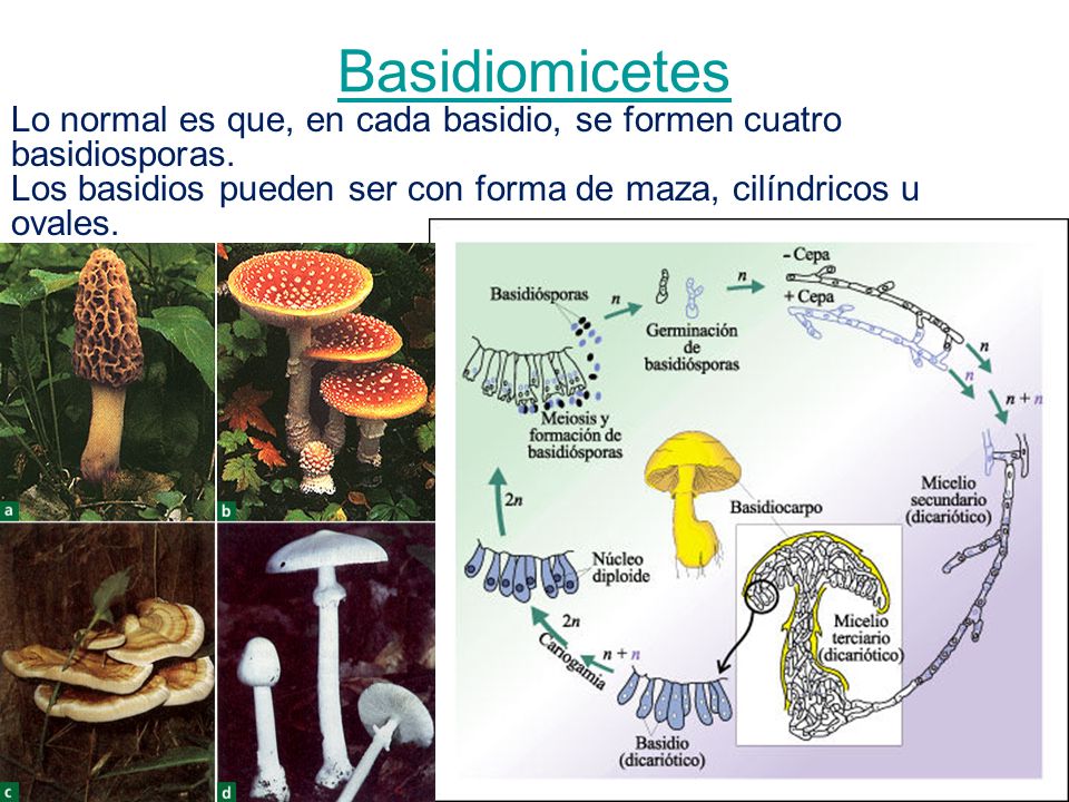 Basidiomicetes Lo normal es que, en cada basidio, se formen cuatro basidiosporas.