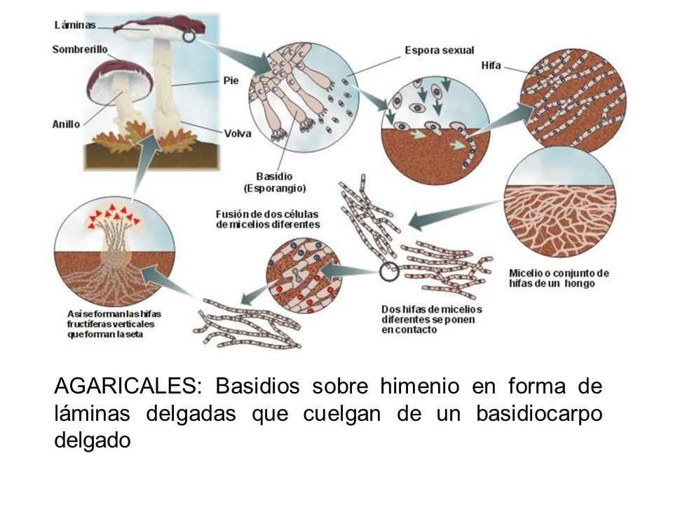 AGARICALES: Basidios sobre himenio en forma de láminas delgadas que cuelgan de un basidiocarpo delgado
