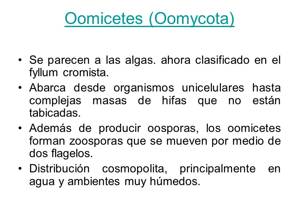 Oomicetes (Oomycota) Se parecen a las algas. ahora clasificado en el fyllum cromista.