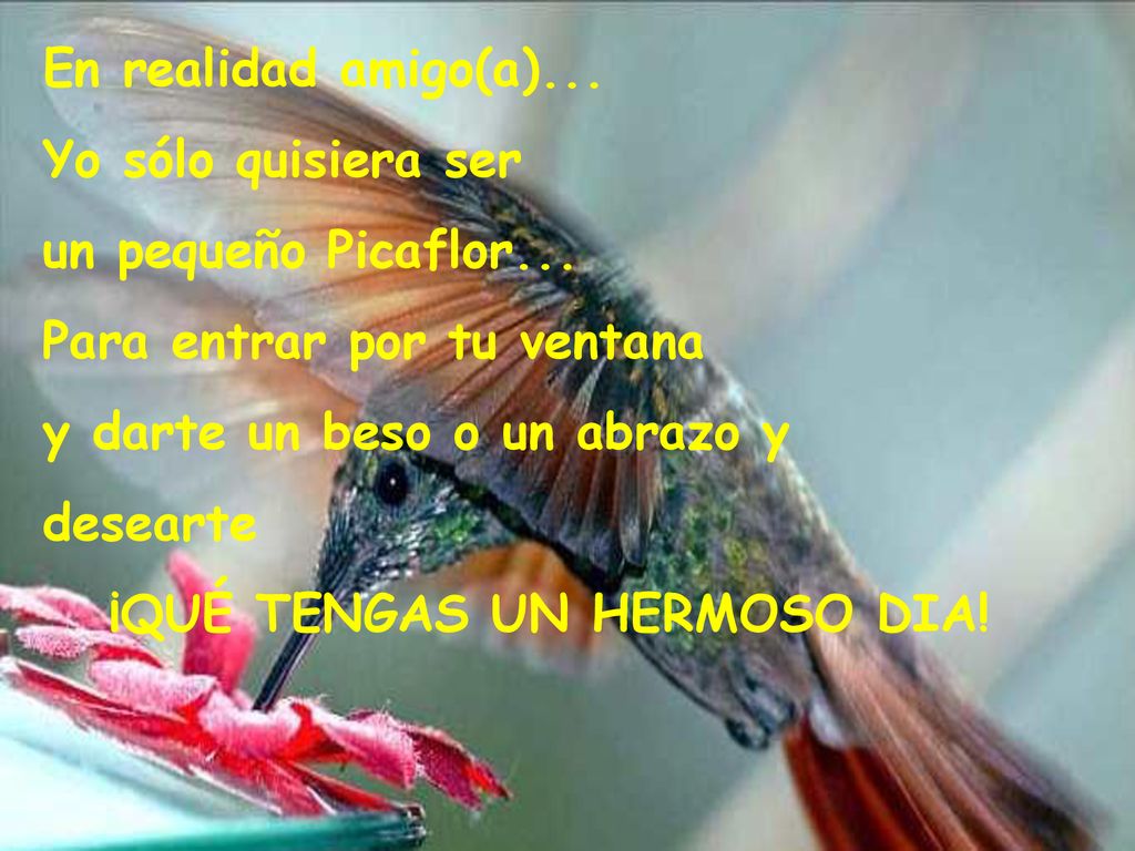En realidad amigo(a)... Yo sólo quisiera ser. un pequeño Picaflor... Para entrar por tu ventana. y darte un beso o un abrazo y.
