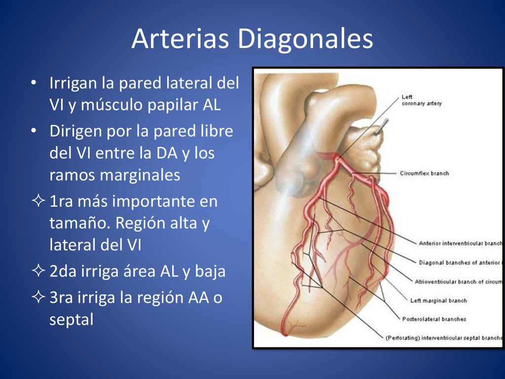 Arterias Diagonales Irrigan la pared lateral del VI y músculo papilar AL. Dirigen por la pared libre del VI entre la DA y los ramos marginales.