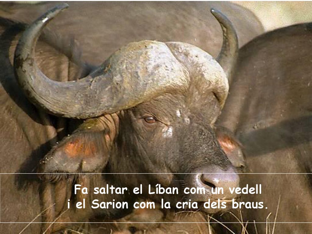 Fa saltar el Líban com un vedell i el Sarion com la cria dels braus.