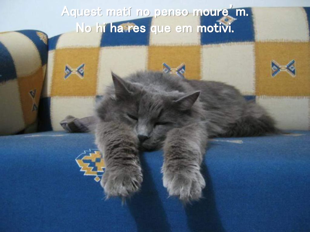 Aquest matí no penso moure’m. No hi ha res que em motivi.