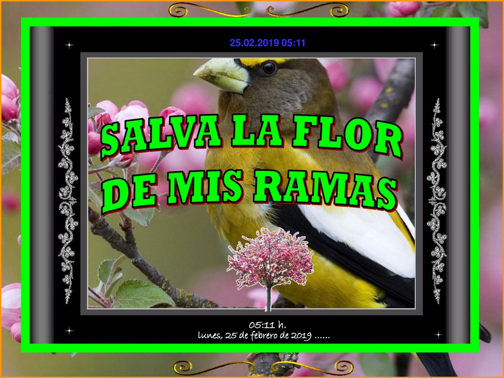 SALVA LA FLOR DE MIS RAMAS lunes, 25 de febrero de 2019 …… 05:11 h.