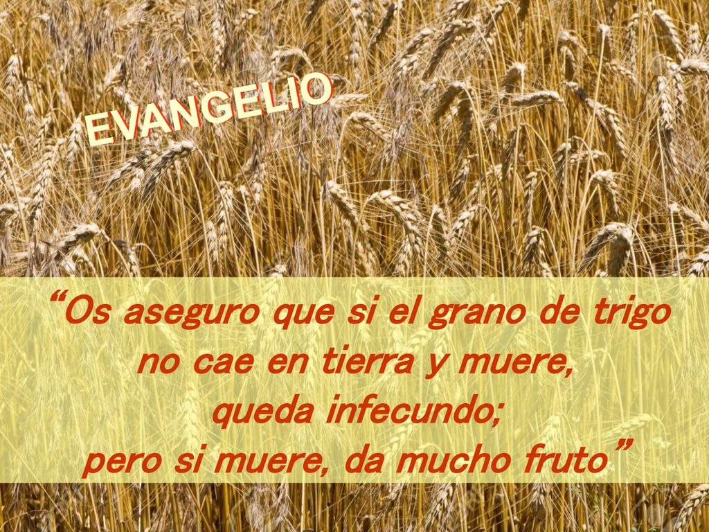 Os aseguro que si el grano de trigo pero si muere, da mucho fruto