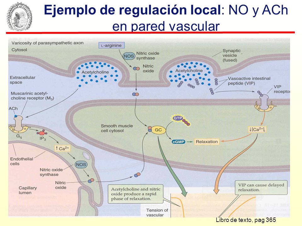 Ejemplo de regulación local: NO y ACh en pared vascular