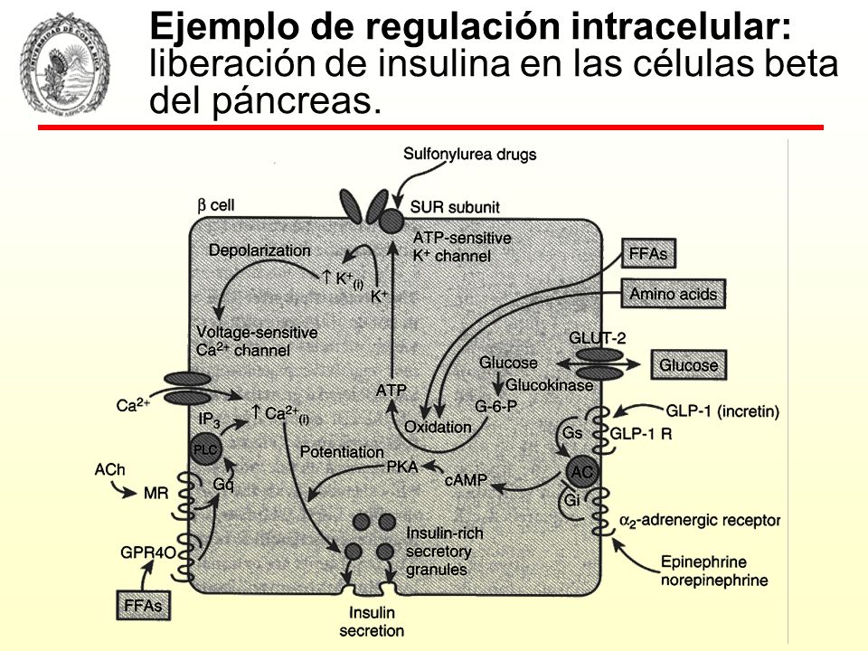 Ejemplo de regulación intracelular: liberación de insulina en las células beta del páncreas.