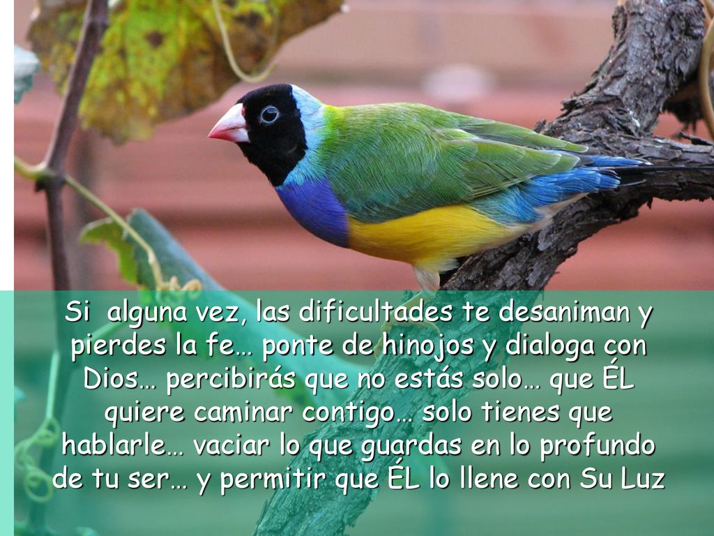 Si alguna vez, las dificultades te desaniman y pierdes la fe… ponte de hinojos y dialoga con Dios… percibirás que no estás solo… que ÉL quiere caminar contigo… solo tienes que hablarle… vaciar lo que guardas en lo profundo de tu ser… y permitir que ÉL lo llene con Su Luz