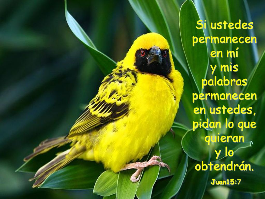Si ustedes permanecen en mí y mis palabras permanecen en ustedes, pidan lo que quieran y lo obtendrán.