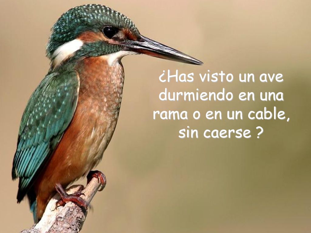 ¿Has visto un ave durmiendo en una rama o en un cable, sin caerse