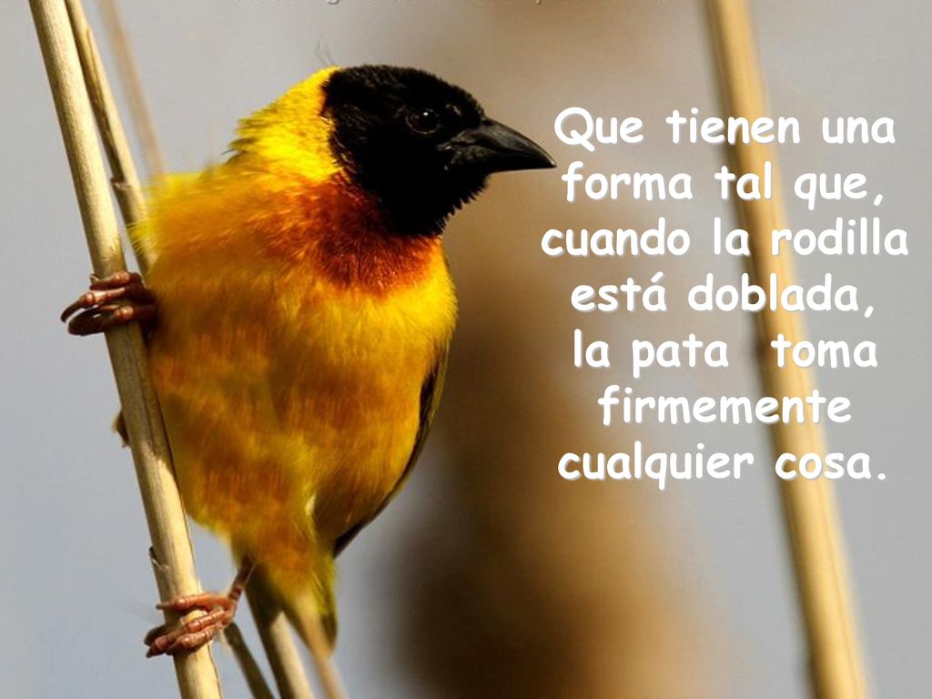 Que tienen una forma tal que, cuando la rodilla está doblada,