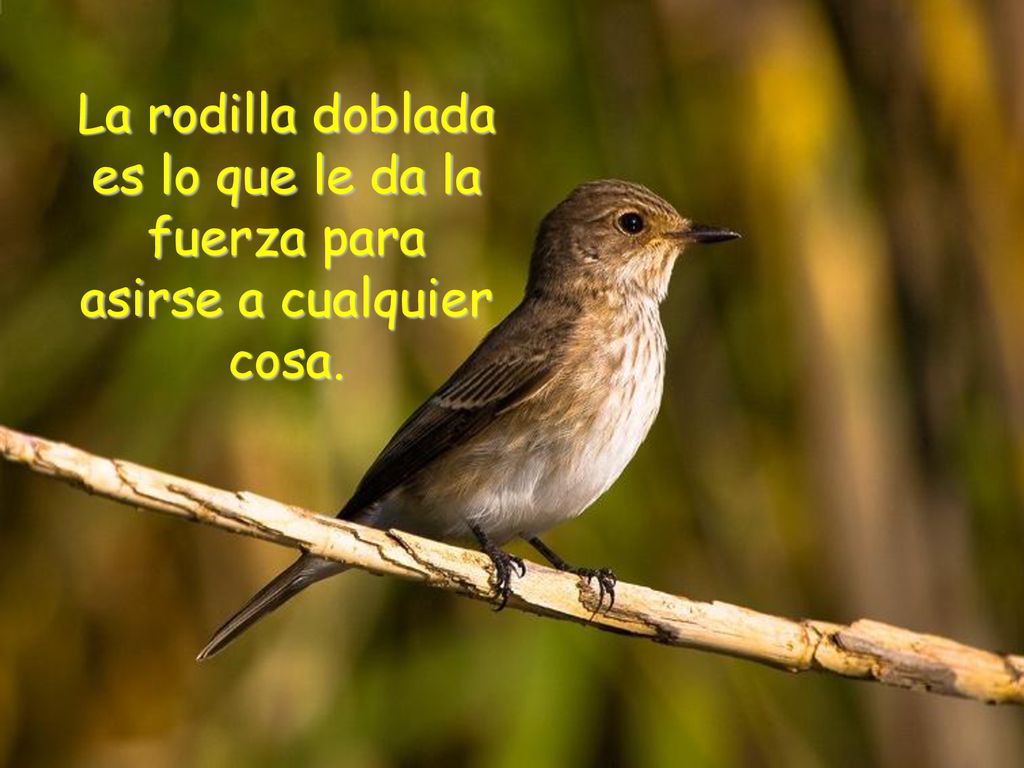 La rodilla doblada es lo que le da la fuerza para asirse a cualquier cosa.