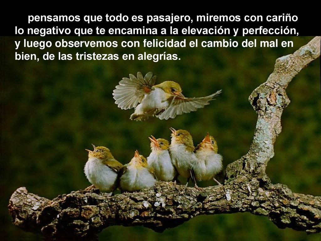 Si pensamos que todo es pasajero, miremos con cariño lo negativo que te encamina a la elevación y perfección, y luego observemos con felicidad el cambio del mal en bien, de las tristezas en alegrías.