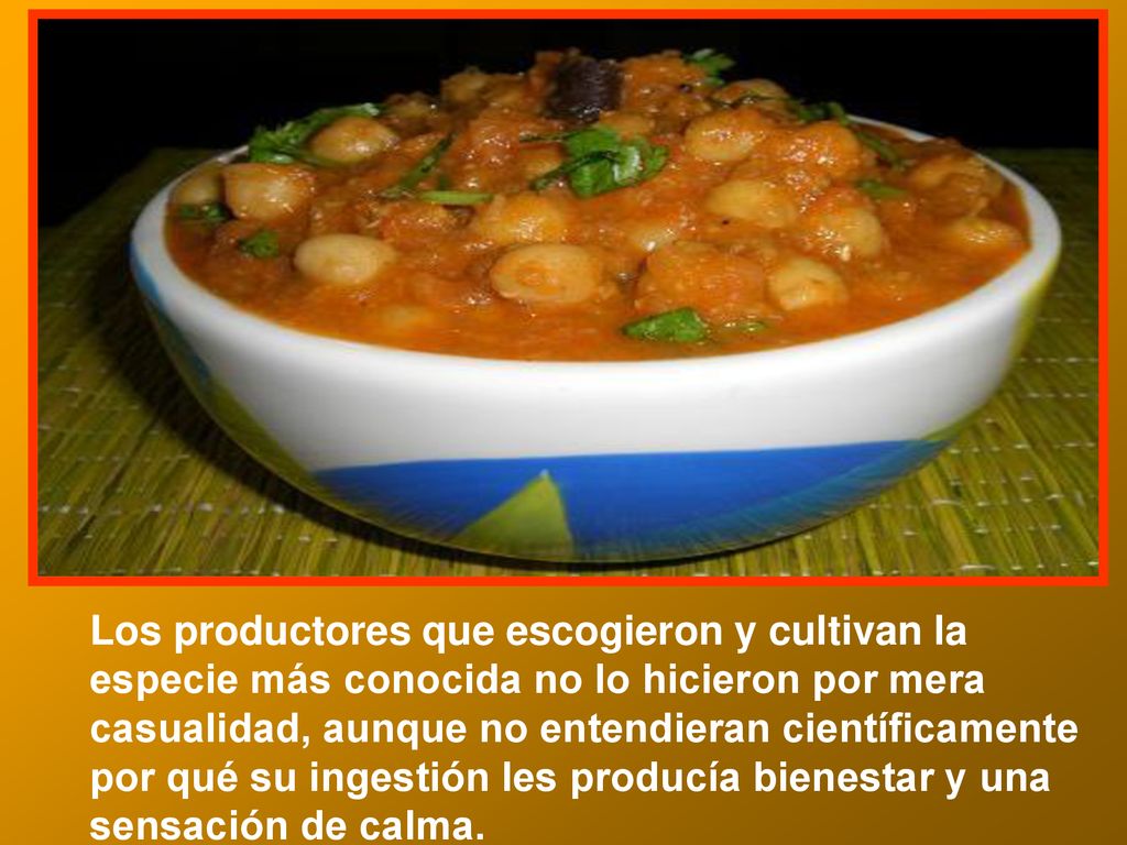 Los productores que escogieron y cultivan la especie más conocida no lo hicieron por mera casualidad, aunque no entendieran científicamente por qué su ingestión les producía bienestar y una sensación de calma.
