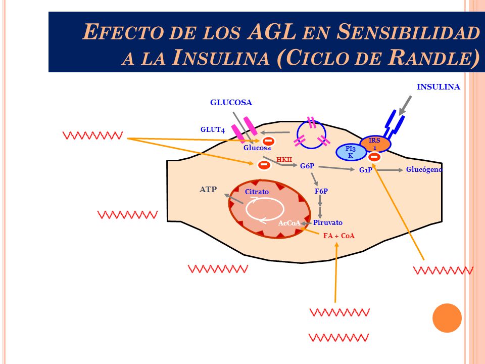 Efecto de los AGL en Sensibilidad a la Insulina (Ciclo de Randle)