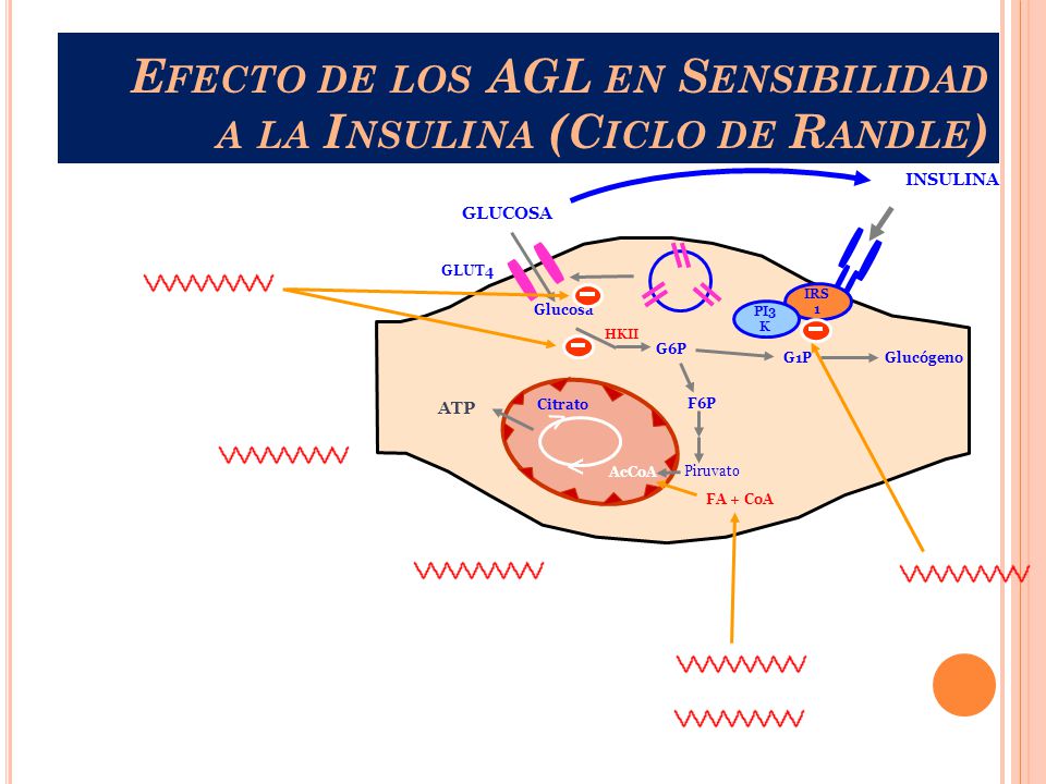 Efecto de los AGL en Sensibilidad a la Insulina (Ciclo de Randle)