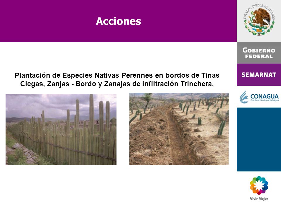 Acciones Plantación de Especies Nativas Perennes en bordos de Tinas Ciegas, Zanjas - Bordo y Zanajas de infiltración Trinchera.