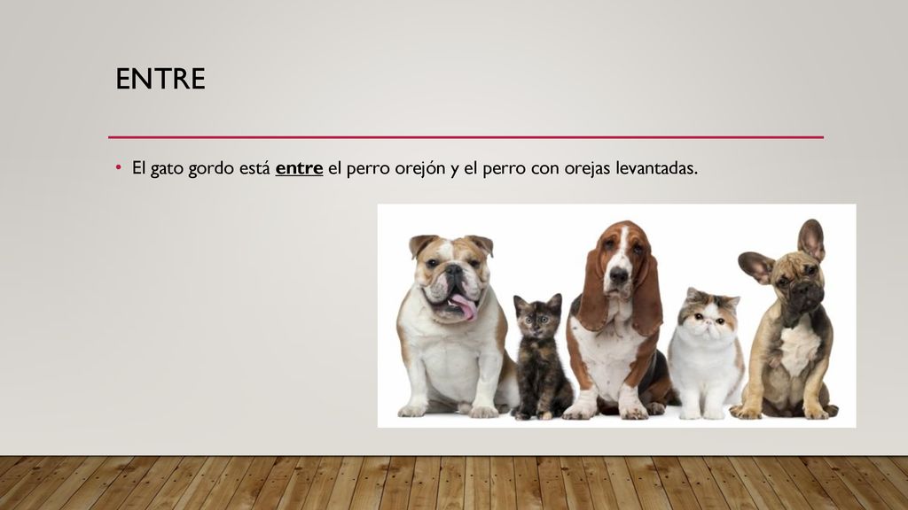 entre El gato gordo está entre el perro orejón y el perro con orejas levantadas.