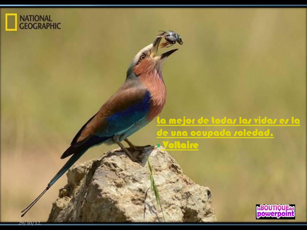 La mejor de todas las vidas es la de una ocupada soledad. » Voltaire