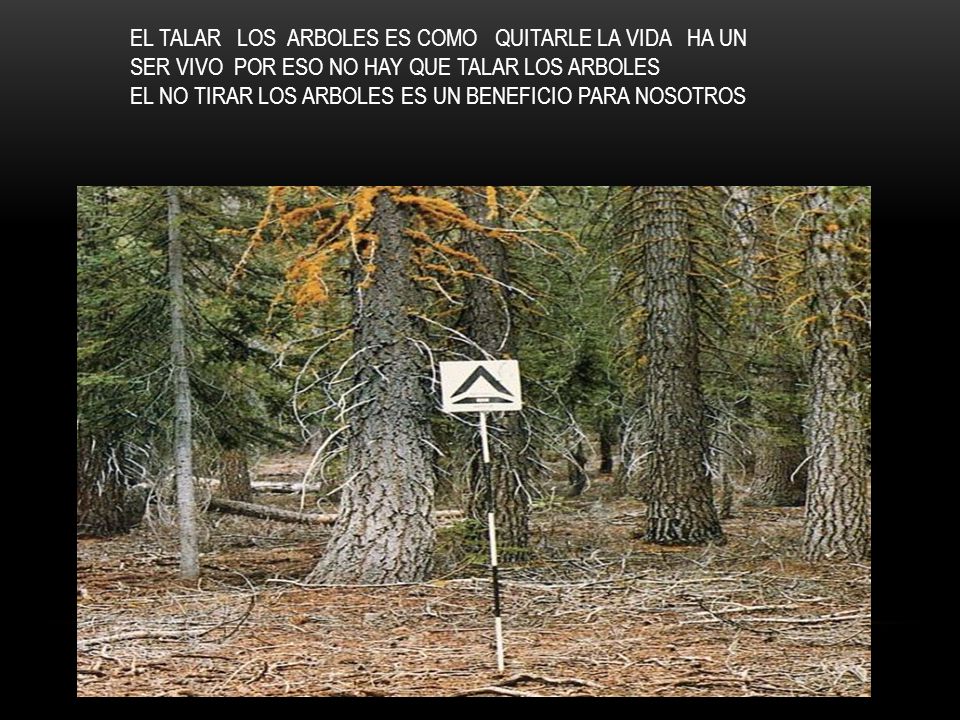 EL TALAR LOS ARBOLES ES COMO QUITARLE LA VIDA HA UN