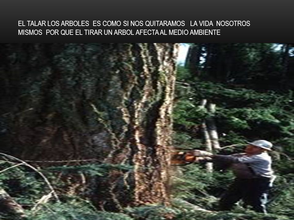 EL TALAR LOS ARBOLES ES COMO SI NOS QUITARAMOS LA VIDA NOSOTROS MISMOS POR QUE EL TIRAR UN ARBOL AFECTA AL MEDIO AMBIENTE