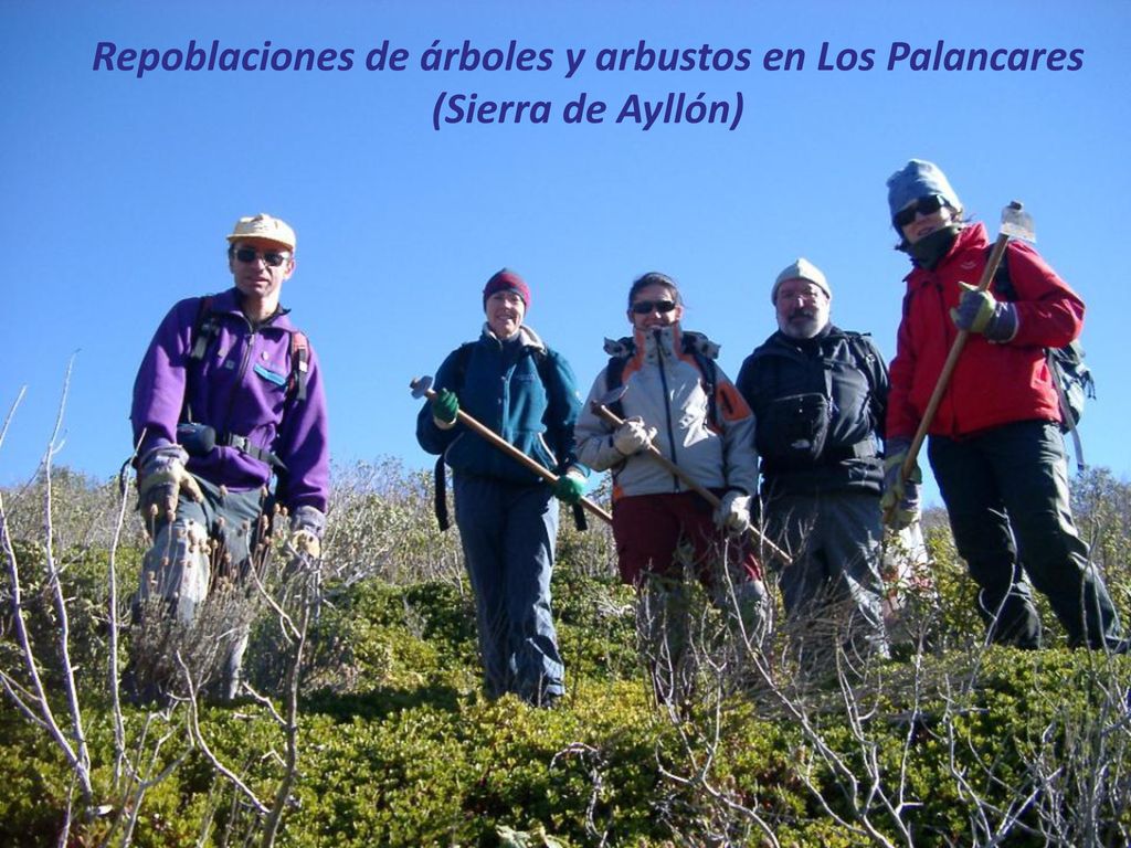 Repoblaciones de árboles y arbustos en Los Palancares (Sierra de Ayllón)