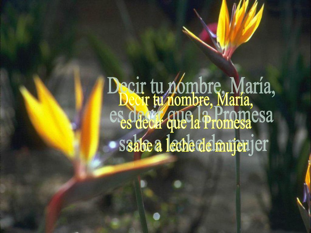Decir tu nombre, María, es decir que la Promesa sabe a leche de mujer