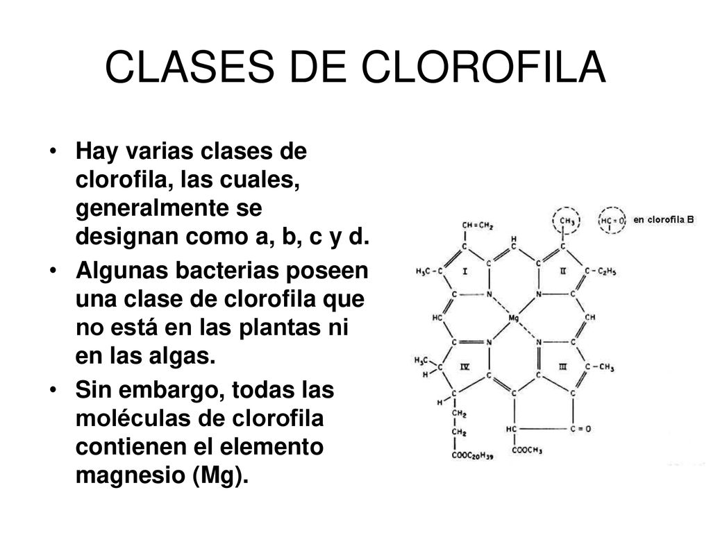 CLASES DE CLOROFILA Hay varias clases de clorofila, las cuales, generalmente se designan como a, b, c y d.
