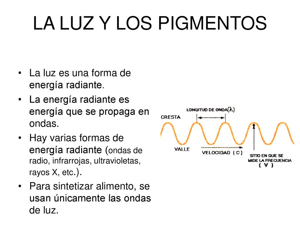 LA LUZ Y LOS PIGMENTOS La luz es una forma de energía radiante.