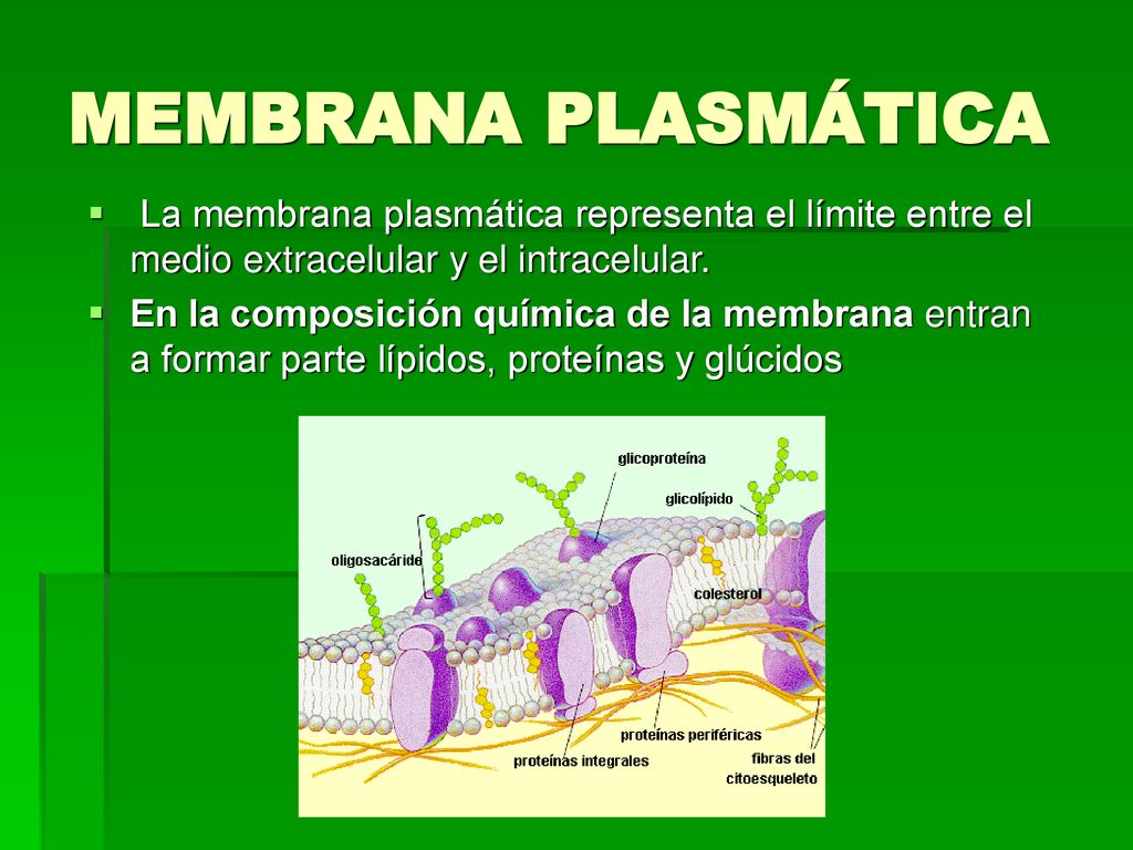 MEMBRANA PLASMÁTICA La membrana plasmática representa el límite entre el medio extracelular y el intracelular.