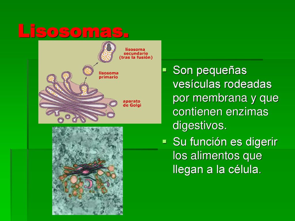 Lisosomas. Son pequeñas vesículas rodeadas por membrana y que contienen enzimas digestivos.