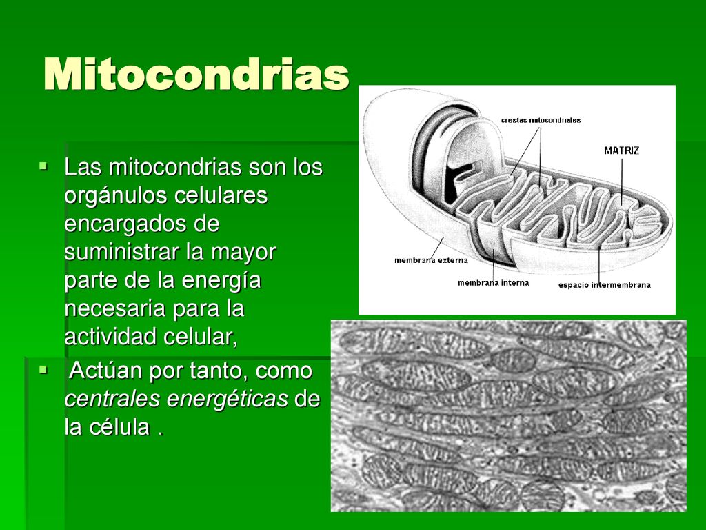 Mitocondrias Las mitocondrias son los orgánulos celulares encargados de suministrar la mayor parte de la energía necesaria para la actividad celular,