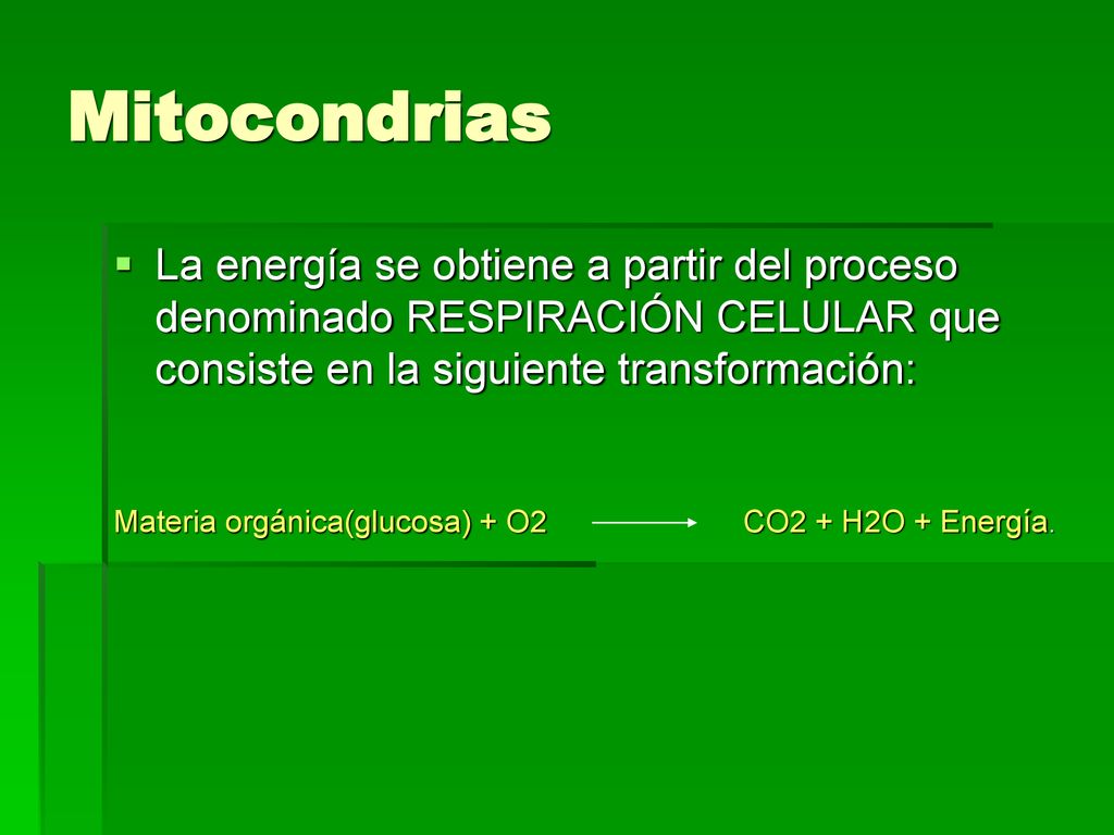 Mitocondrias La energía se obtiene a partir del proceso denominado RESPIRACIÓN CELULAR que consiste en la siguiente transformación: