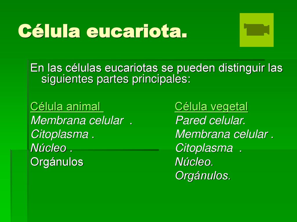 Célula eucariota. En las células eucariotas se pueden distinguir las siguientes partes principales: